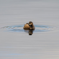 Square Little Grebe
