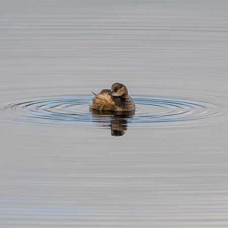 Square Little Grebe