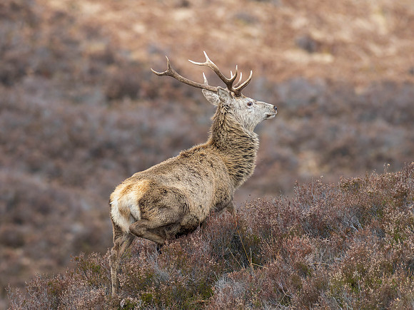 20260322-Glen Cannich-P1011372