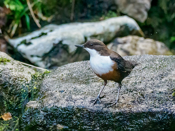 20221029-North West-OM015563-Edit
