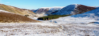 20260214-Mountain Hare-T1000007