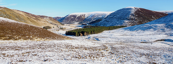 20260214-Mountain Hare-T1000007