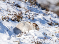 The Hare is NOT on the Move
