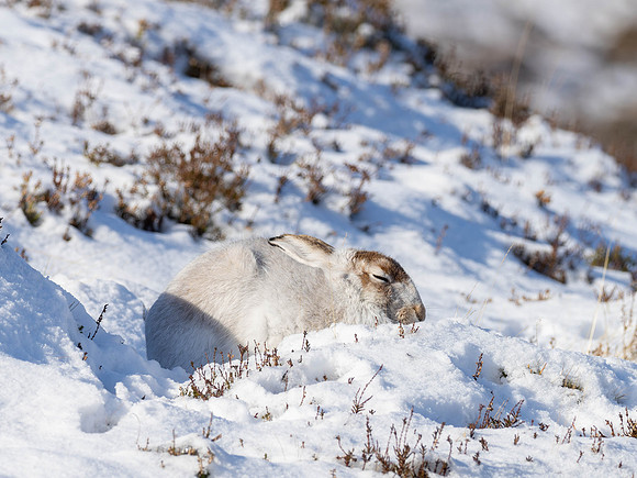 The Hare is NOT on the Move