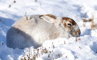 The Hare is NOT on the Move