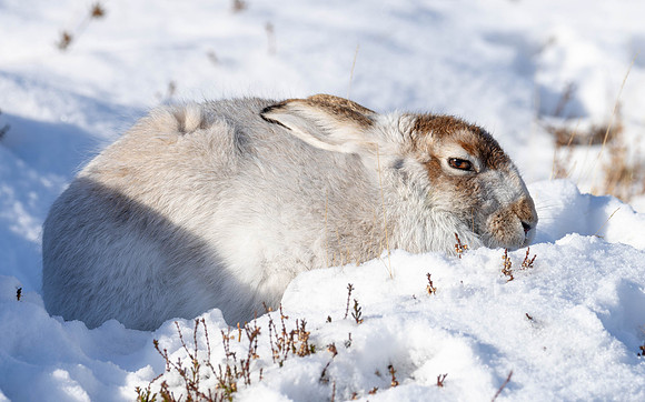 The Hare is NOT on the Move