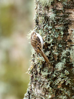 Treecreeper