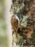Treecreeper