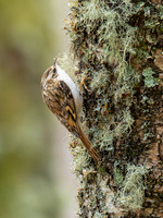 Treecreeper