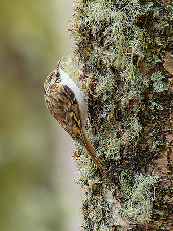 Treecreeper