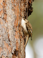 Treecreeper