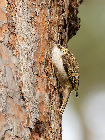 Treecreeper