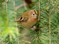 Goldcrest