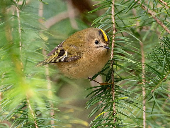Goldcrest