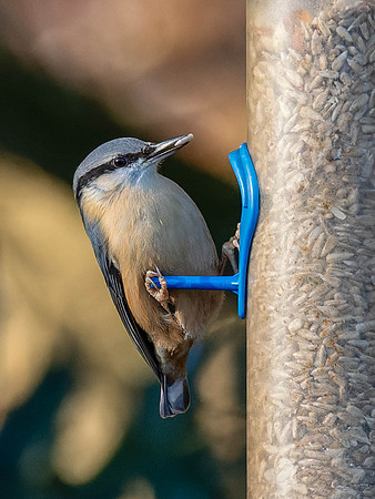 20260217-Nuthatch-P1008264