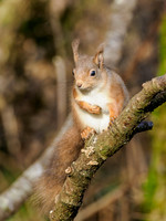 Same Stick, Different Squirrel...