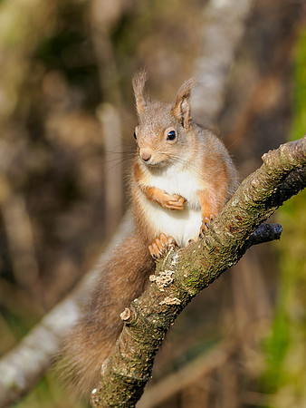 Same Stick, Different Squirrel...