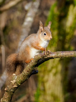 Same Stick, Different Squirrel...