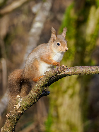 Same Stick, Different Squirrel...