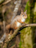 Same Stick, Different Squirrel...
