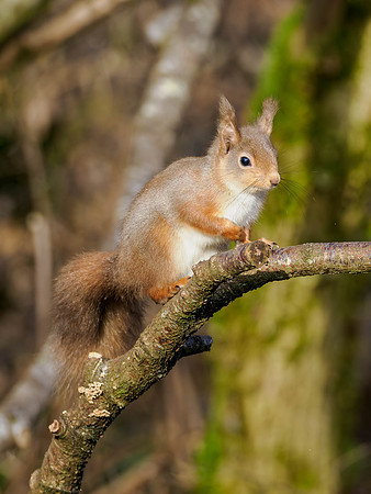 Same Stick, Different Squirrel...