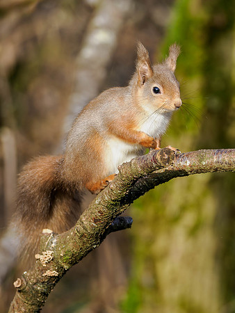 Same Stick, Different Squirrel...
