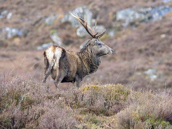 20260222-Glen Cannich-P1009630