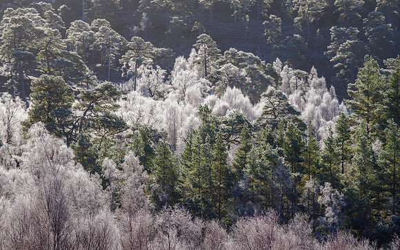 Backlit Birches