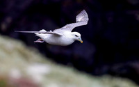 Flight of the Fulmar