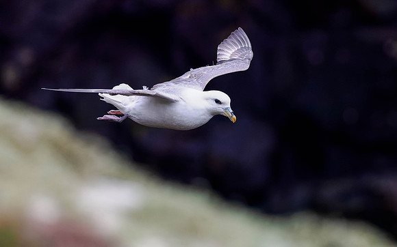 Flight of the Fulmar