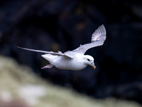 Flight of the Fulmar