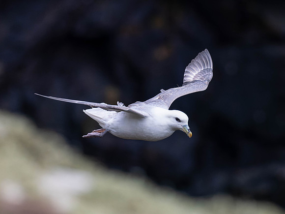 Flight of the Fulmar