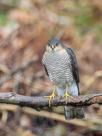 Britain's Got Talons Winner
