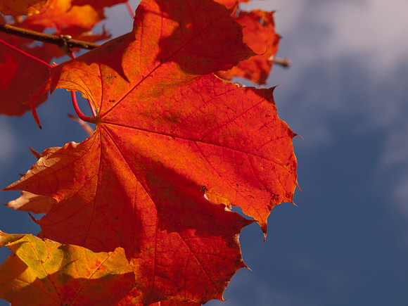 2011-10 Autumn Leaf