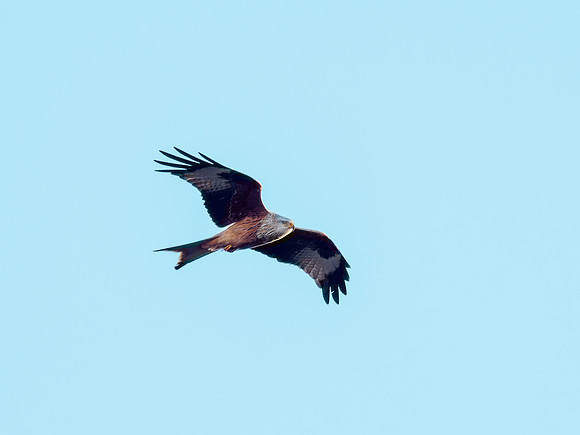 20230115-Cudrish-OM010492-ORF_DxO_DeepPRIME
