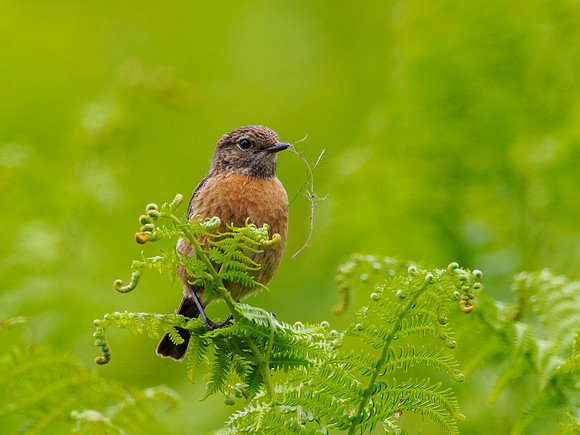 Female Stonechat (Saxicola rubicola)