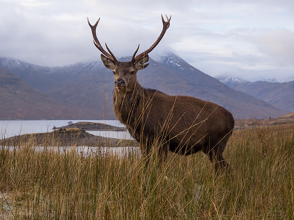 2013-01 A Fine Stag