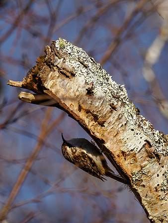 20230115-Cudrish-OM010687-ORF_DxO_PRIME