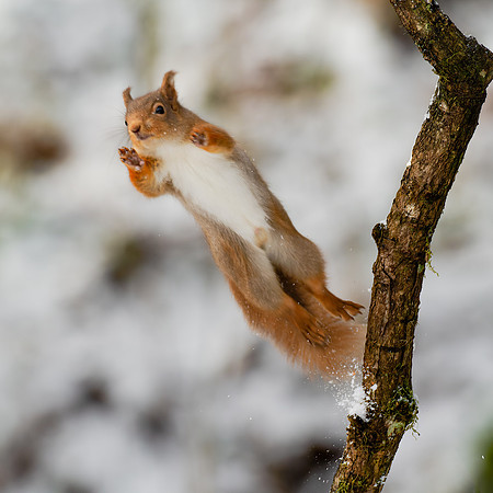 Red Squirrel