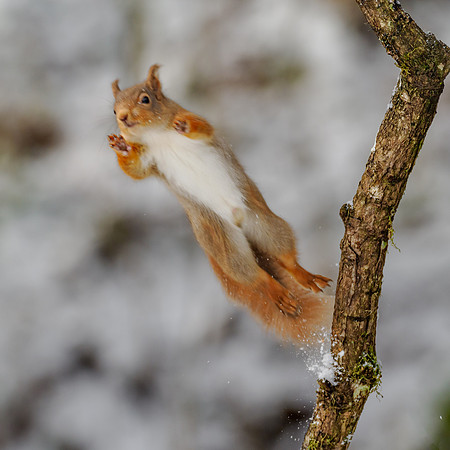 Red Squirrel