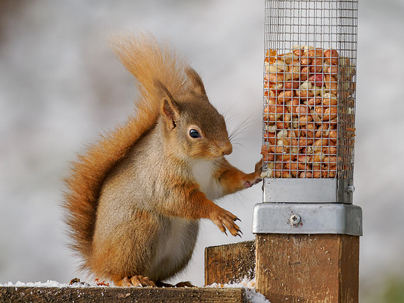 Red Squirrel