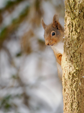 Red Squirrel