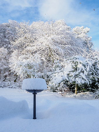 Garden in the Snow
