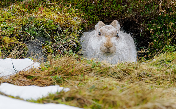 Mountain hare (Lepus timidus)