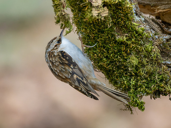 Treecreeper (Certhia familiaris)