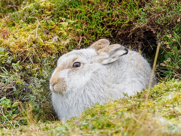 Mountain hare (Lepus timidus)