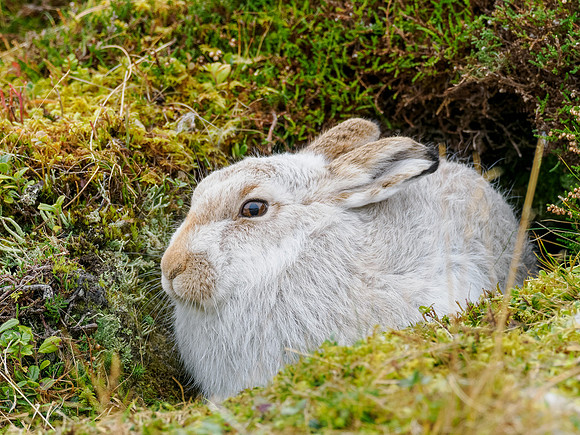 Mountain hare (Lepus timidus)