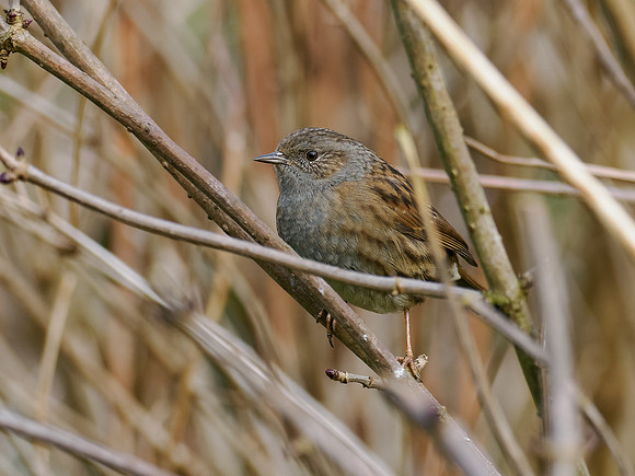 Dunnock (Prunella modularis)