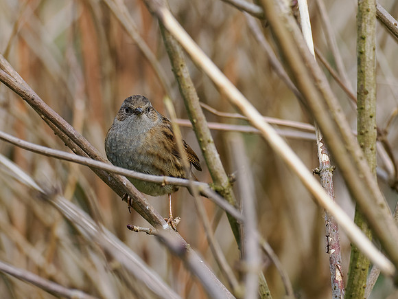 Dunnock (Prunella modularis)
