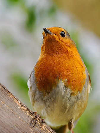 Robin (Erithacus rubecula)